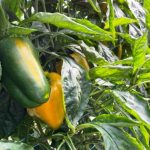 Novas regras tributárias e ambientais em 2025 exigem atenção redobrada de produtores rurais e cooperativas