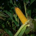 Brasil avança na rastreabilidade do agronegócio, mas ainda enfrenta desafios para atender à Lei Antidesmatamento da União Europeia