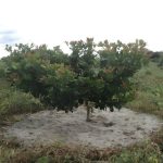 Cibra lança FIDC Fiagro de R$150 milhões para impulsionar vendas de fertilizantes no Brasil