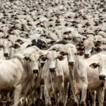 Recicladoras Impulsionam Logística Reversa e Garantem 95% de Reciclabilidade das Embalagens de Defensivos no Brasil