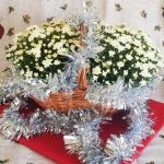 Simpósio “A Carne do Futuro” reunirá mais de 2 mil participantes em Cuiabá e Rondonópolis em 2026