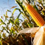 Mercado de carne suína segue estável com ritmo lento de negócios e consumo contido