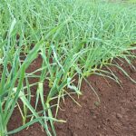 Centro de Pesquisa da Titan Pneus impulsiona eficiência e sustentabilidade no agronegócio brasileiro