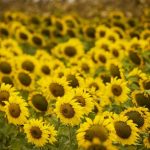 Agro impulsiona crescimento da economia brasileira com alta de 11,6% até o terceiro trimestre