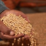 Mercado de milho avança com demanda interna aquecida, mas negociações seguem lentas nas principais regiões produtoras