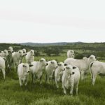 Wolf Sementes lança Mavuno Grafitek®: nova versão grafitada da braquiária híbrida líder em produtividade