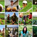 Mercado de trigo mantém ritmo lento no fim de 2025 com negociações travadas