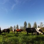 Câmara aprova modernização das regras da aquicultura em áreas privadas e reforça segurança jurídica ao produtor