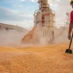 Koppert e Tereos substituem 50% do controle químico por soluções biológicas em áreas de cana-de-açúcar