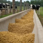 Produtividade da cebola cresce no Brasil com expansão de híbridos adaptados à mecanização