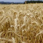 Mercados Globais e Ibovespa Mantêm Alta com Olho no Agronegócio e Expectativa de Dados Econômicos