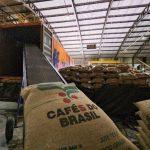 Exportações de café não torrado crescem em faturamento e preço médio, enquanto café torrado recua na 1ª semana de dezembro