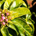 Polícia Civil esclarece homicídio em Comodoro com prisão de autores poucas horas após o crime