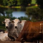 Alta nas temperaturas e pragas desafiam produtores de morango no Rio Grande do Sul