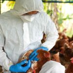 Silagem de trigo forrageiro impulsiona produtividade e reduz custos na pecuária do Vale do Jequitinhonha