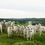 Indústria retraída e exportações enfraquecidas pressionam preços do arroz no Rio Grande do Sul