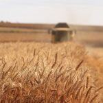 Brasil registra recorde histórico no abate de bovinos em 2025 e amplia liderança global nas exportações de carne