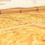 Clima e custos pressionam safra de algodão 2025/26 em Mato Grosso