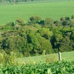 ALMT LINGUAGEM SIMPLES