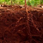 Rio Grande do Sul confirma criação de zonas de exclusão para uso do herbicida 2,4-D e amplia diálogo com setor da olivicultura