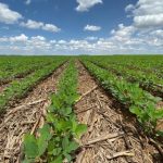 Sorgo ganha protagonismo no agronegócio brasileiro com avanço tecnológico e demanda do setor de etanol