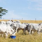De Heus reforça presença na pecuária do Norte com novo gestor regional e tecnologias de nutrição animal avançadas