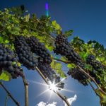 Operação da Polícia Civil mira esquema de tráfico de drogas e lavagem de dinheiro em Tangará da Serra