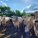 Mercado lácteo em Goiás registra nova queda de preços e recuo de 5,9% em novembro