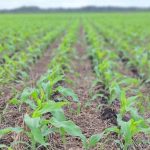 Cerca de 45 quilos de drogas foram incinerados pela Polícia Civil em Canarana