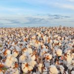 Oferta de carne de frango cai a níveis pré-gripe aviária e preços voltam a subir, aponta Cepea