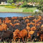 Moagem intensa impulsiona oferta de açúcar e etanol no Centro-Sul, aponta Itaú BBA