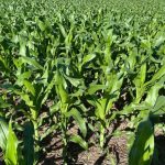 STF começa julgamento do marco temporal; PEC do Senado contraria a Corte e acirra tensão