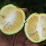 Polícia Civil incinera 700 kg de drogas em Cáceres