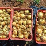 Forseed e LongPing High-Tech destacam híbrido FS560 como aposta para alta produtividade do milho na Safrinha 2026