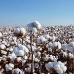 Produtores de citros têm até 15 de janeiro para entregar relatório de Cancro e Greening referente ao segundo semestre de 2025