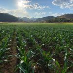 PM localiza arma de fogo escondida em porta-luvas de caminhonete e prende condutor por porte ilegal