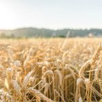 Plantio da safra 2025/26 de soja avança em Goiatuba (GO), mas ritmo segue lento devido às chuvas