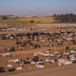 Preço do frango recua em novembro após três meses de alta, aponta Cepea