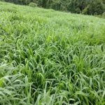 Mato Grosso registra recorde histórico de abates em novembro, apesar de menor oferta de animais