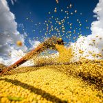 Algodão mantém preços firmes apesar de oscilações e cautela no mercado