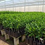 Ceia de Natal mais cara: aves natalinas e oleaginosas lideram alta de preços em 2025, mostra estudo da Neogrid