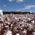 Câmara Setorial do Tabaco debate COP 11, exportações e desafios da safra 2025/26