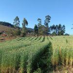 Novo foco, em Mato Grosso, volta a acender alerta no Brasil