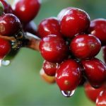 Força Tática apreende 36 quilos de entorpecentes e prende faccionados em zona rural de Vila Rica