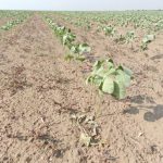 Pescadores têm até 31 de dezembro para manter acesso ao seguro-defeso