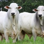 2025 termina entre desafios climáticos, custos elevados e consolidação como potência global