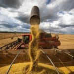 CNA defende avanço na padronização de qualidade do feijão e pulses no Brasil