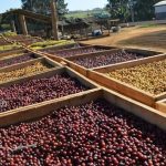 Ovinocultura cresce em 2025 e Arco projeta 2026 com maior integração e profissionalização