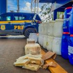 Conexão Delta G encerra 2025 com avanços em seleção genômica e fortalecimento do melhoramento genético