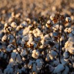 PremieRpet amplia programa sustentável e evita 5.500 toneladas de CO2 com reciclagem de embalagens